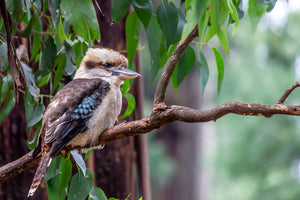 Kookaburra Jersey (Men)